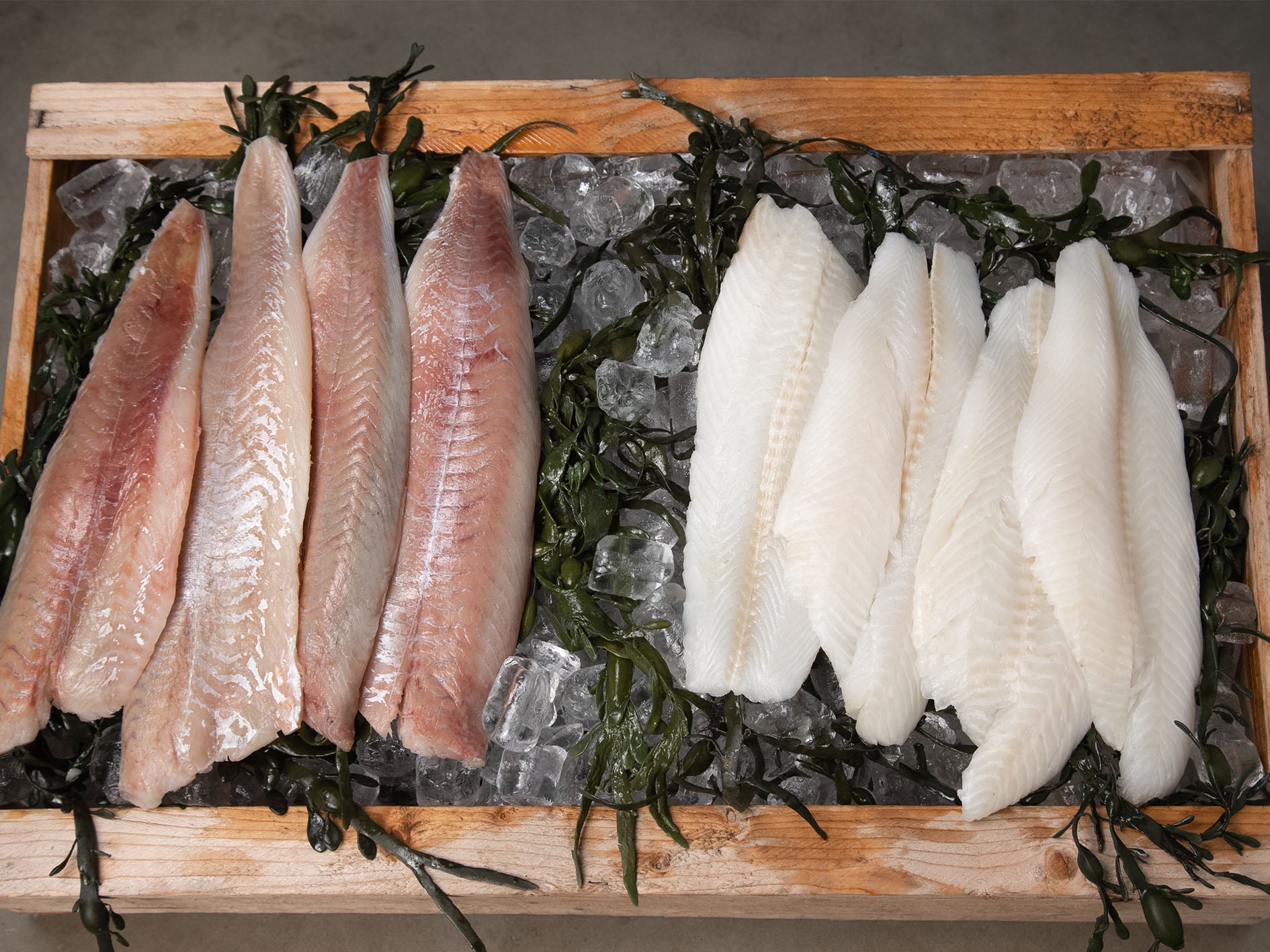 hälleflundra köpa hälleflundra köpa fisk köpa skaldjur hemleverans stockholm fisk och skaldjur av finaste kvalitet fiskbilen Sigges fisk